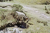 Llama grazing on puna grassland along the Inca Trail 